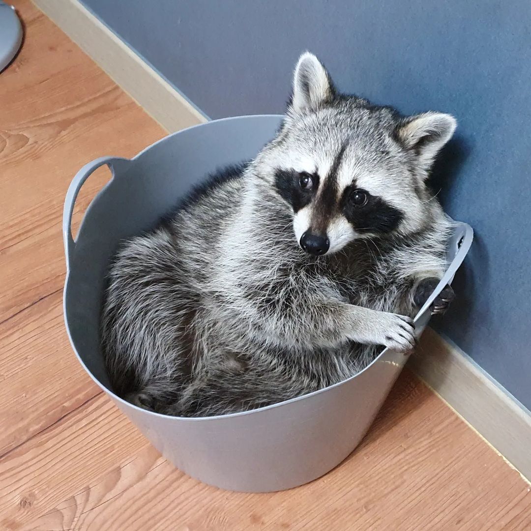 A raccoon inside a basket.