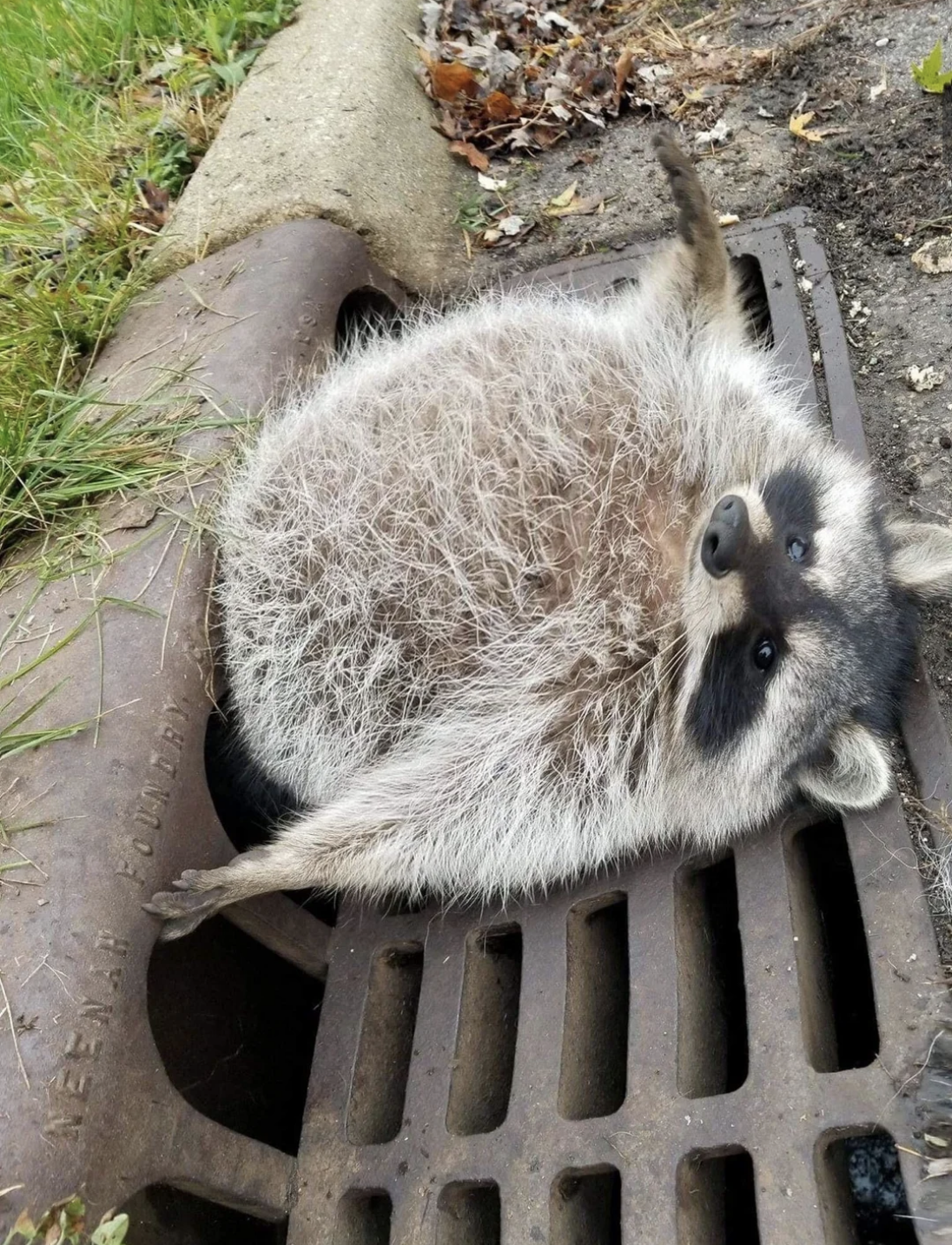 A  helpless raccoon stuck in the street drains.