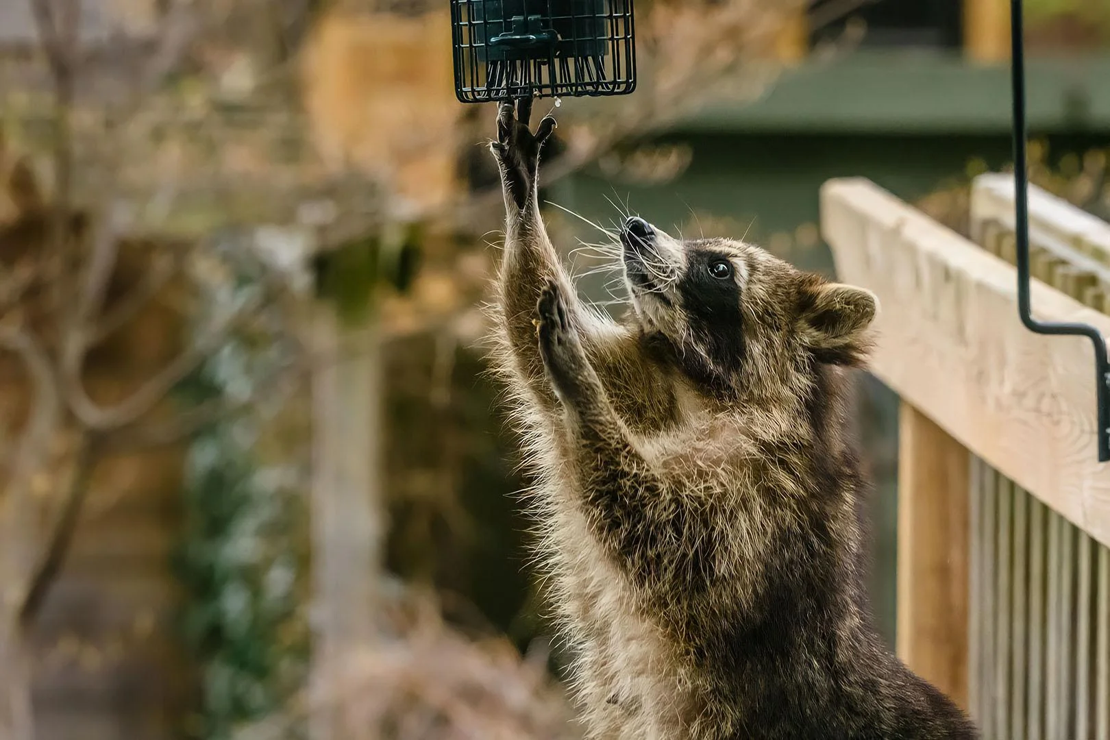 Een mooie foto van een wasbeer die vogeleten steelt.